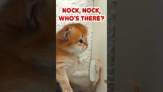 Knock, knock, who&#39;s there? #kitten #cat #cute