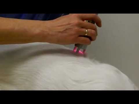 Video: Laserterapi For Hunder
