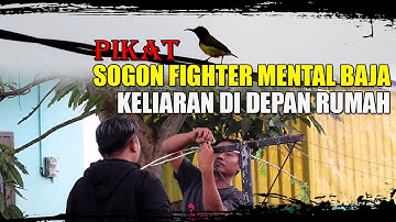 PIKAT BURUNG DI DEPAN RUMAH