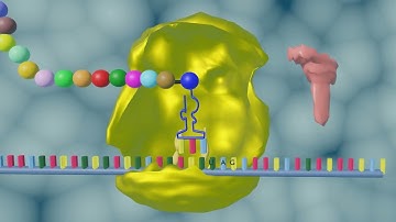 Protein Synthesis| Transcription| Translation|