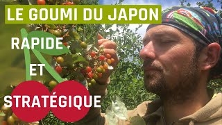 Le goumi du japon en jardin foret (elaeagnus multiflora )