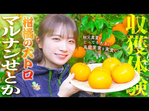 Akimoto Manatsu experiences harvesting Nagasaki's citrus fruit