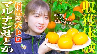 Akimoto Manatsu experiences harvesting Nagasaki's citrus fruit