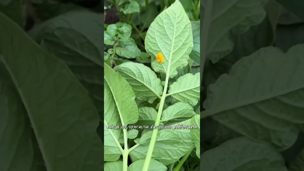 В ПОИСКАХ ВКУСНОГО КАРТОФЕЛЯ!Часть 1. Миа, Пароли, Аксения, Вега, Венди, Гала, Балтик Роуз