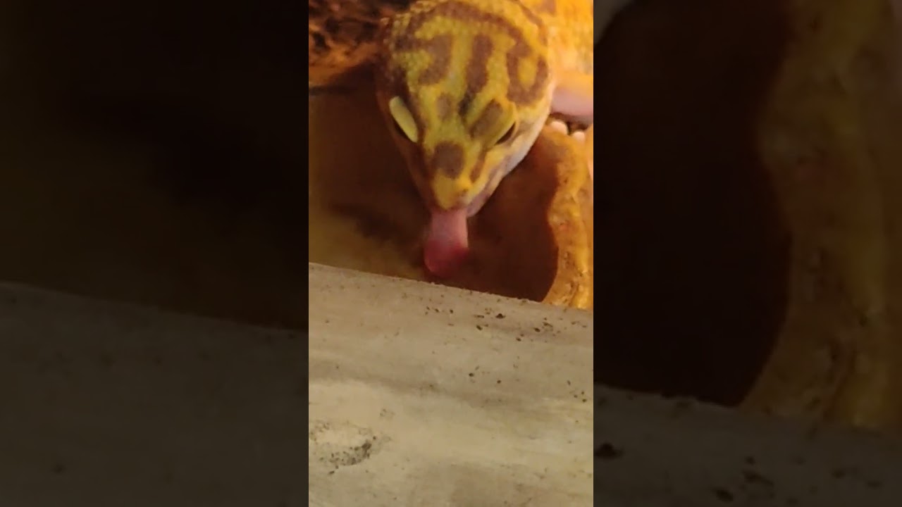 gecko tongue