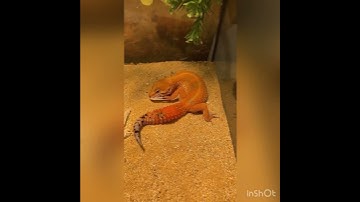 Fat Tailed Gecko pulling off stuck shed