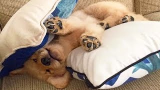 Cute & Funny Golden Retriever Baby Puppies Compilation #1 - Funny Puppy Videos 2020