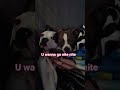 How Cute are these two again? #viral #Gator #trending #sleep #tired #shorts #dogs #love #yt #sub