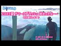 『鴨川シーワールド』2023夏 KamogawaSEAWORLD♪サマースプラッシュ（2023/07/15) 10：00～（初日１回目）