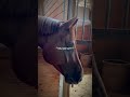 Guitar solo #horse #horseriding #equestrian #riding #guitarsolo 