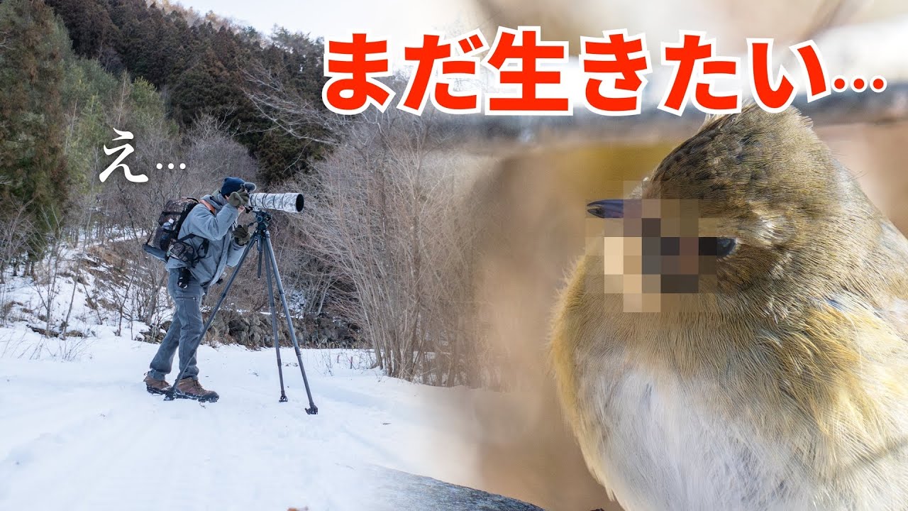 真冬の林道で自然の中で生き抜く厳しさを目の当たりにした