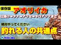 【保存版】アオリイカのウキ釣りを徹底解説。キロ超お見せします。※つりぴぃぽぉの考え方です。