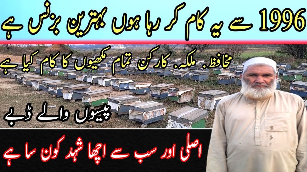 honey-bee-farming-in-pakistan-honey-bee-business-ideas-and