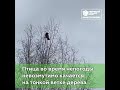 В Кировской области у ворон стальные нервы