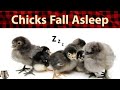 Music For Chickens Baby Chicks Falling Asleep 