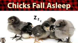 Music for chickens -- Baby chicks falling asleep screenshot 1