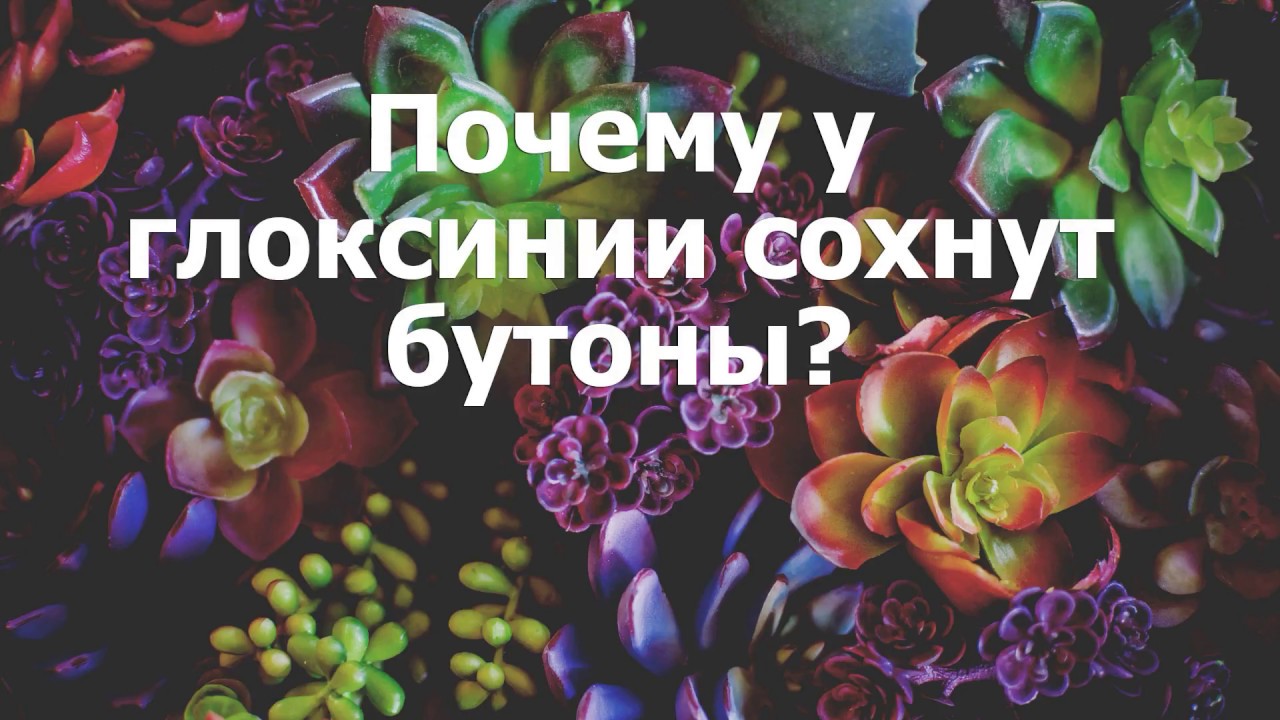Почему у глоксинии сохнут бутоны?