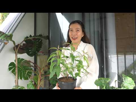 Video: Lemon Eucalyptus Thông tin: Mẹo Chăm sóc Cây Bạch đàn Chanh