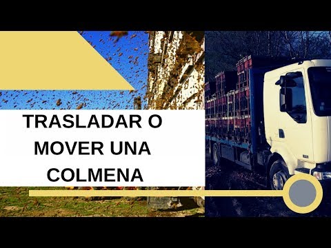 ?? Trasladar o Mover una COLMENA DE ABEJA?? de un lugar a otro ?