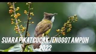 PIKAT CUCAK JENGGOT AMPUH|SUARA PIKAT JENGGOT