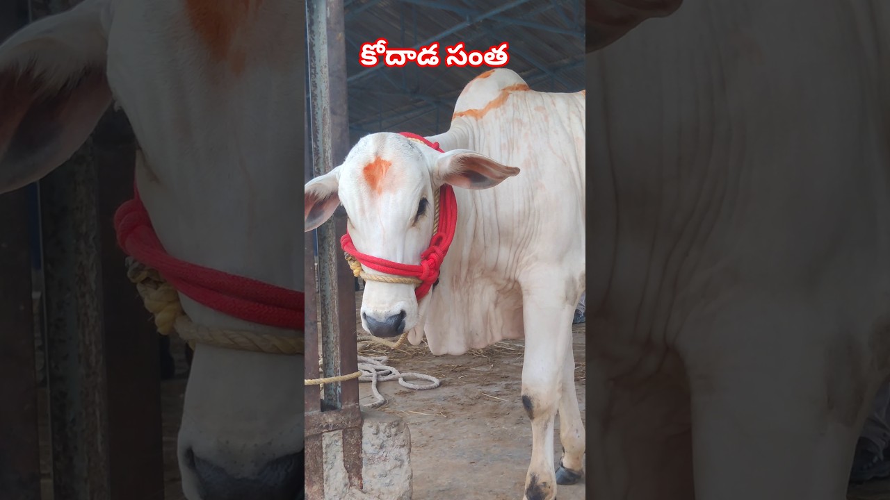 kodada santha today || milk teeth Ongole Bulls | kodad Bulls market || 
