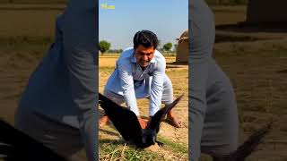 गर्मी में किसान और कौआ की मजेदार कहानी | Ice Tree Magic | Funny Village Story 3D