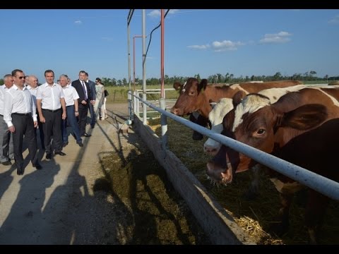 Сельское хозяйство: индивидуальное предпринимательство