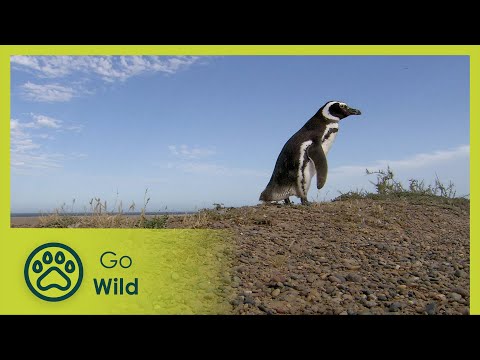 The Frontier of the Sea - Water Life 17/26 - Go Wild