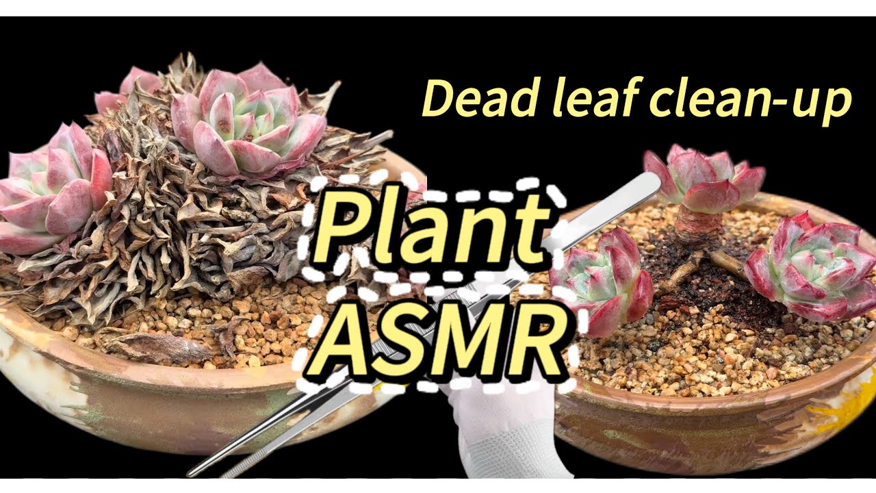 Plant ASMR · Dead leaf clean-up | Relaxing
