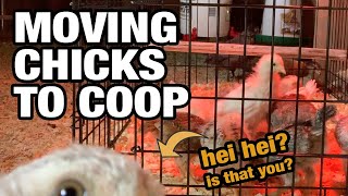 when can chicks move to coop 2