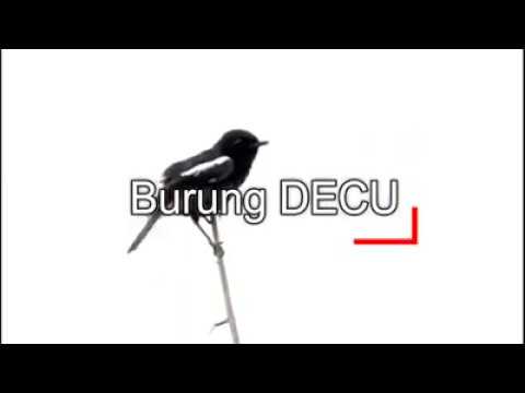 Burung Deco Dengarkan Suaranya Youtube