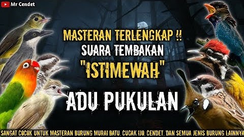 MASTERAN TERLENGKAP !! SUARA TEMBAKAN ISTIMEWA || ADU PUKULAN KASARAN !!