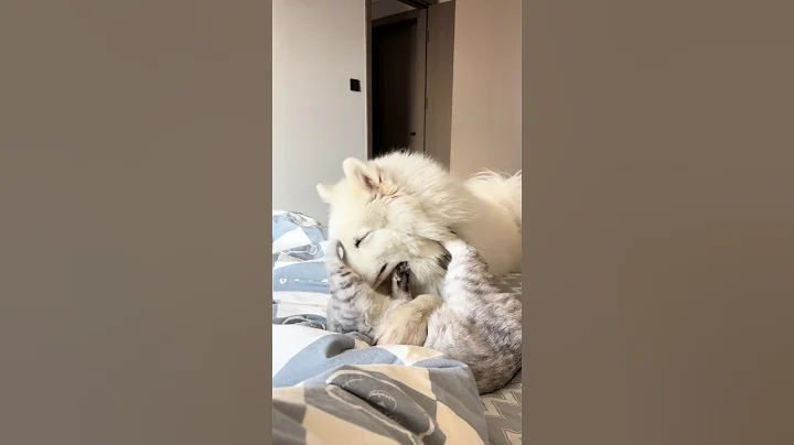 Watch the video about Billi & Cutu Romance 🙈 #cat #catlover #doglover #dog #dogshorts #catdog #catdogfunny #dogcatvideos