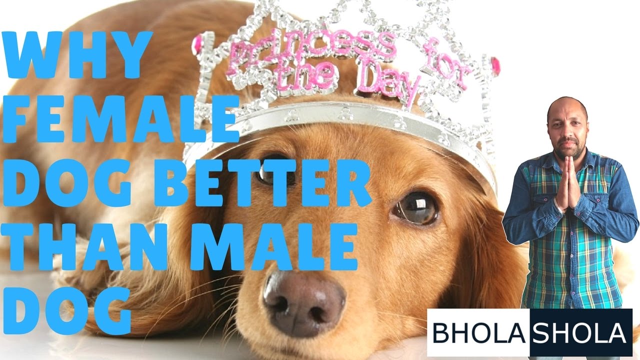 Приколы про борзую собаку. I love dogs. Гифка шиба ину. Dogs are better than people. Dogs are better than people.