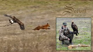 Hari Herak  Hunting foxes with an eagle in Croatia  Auf Fuchsjagd mit dem Adler