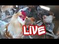 Rooster Crowing - Hens Clucking Chicken Coop LIVESTREAM Chickens Webcam Live #chickens  #chickencoop