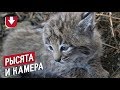 У американца на крыше живет рысь с котятами. Он установил там камеру и вышло очень милое видео