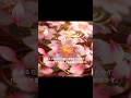 豊臣秀吉の醍醐の花見 ~日本花見文化の華~ Short Version#grokimagine #midjourney #japaneseculture #hanami
