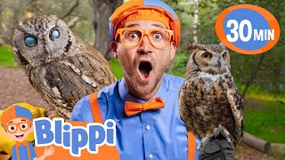 blippi meets owl friends best of blippi toys educational videos for kids