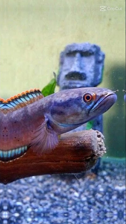 story wa ikan channa