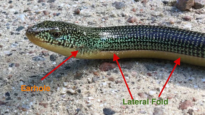 Glass Lizard ... not a Snake ! || A real Legless Lizard !