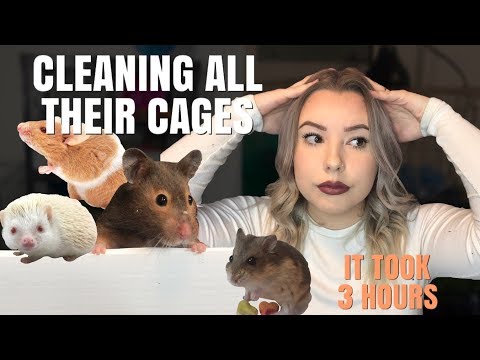 CLEANING ALL MY SMALL ANIMAL CAGES!