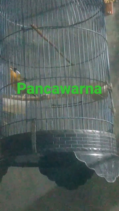 pancawarna betina konslet#muraibatu