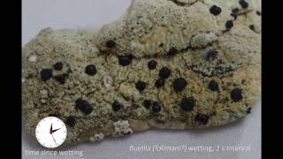 lichen 07