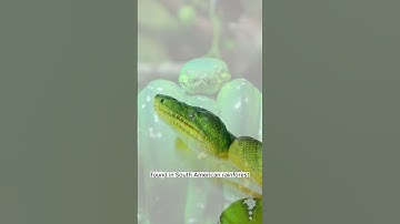 The Allure of the Emerald Tree Boa 🐍🌿 #shorts #short  #animal #youtube #viral #video #world #story