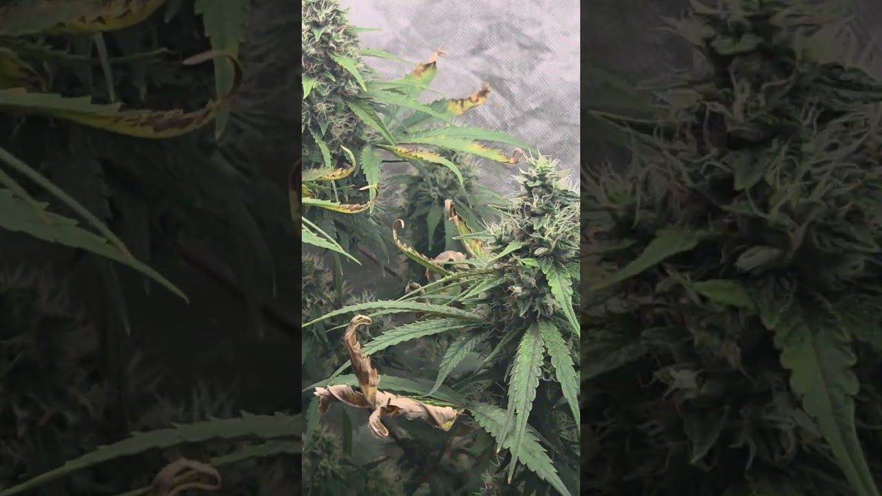 7 East Genetics. Lebanese Dragon bx1 and Backseat Preacher.