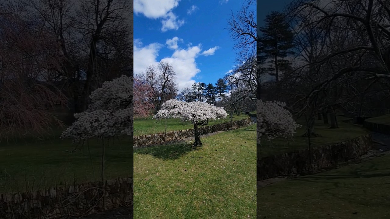 FAILED attempt at seeing lots of cherry blossoms 