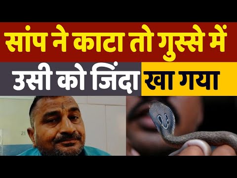 Man Eats Snake: सांप ने काटा तो गुस्से में बदला लेने के लिए सांप को ही कच्चा खा गया ये शख्स