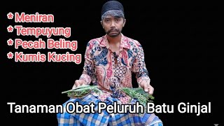Tanaman Obat Peluruh Batu Ginjal