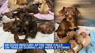 Full Animal shelter takes in 48 dogs after tree falls on trailer home during NW Indiana storms Guide